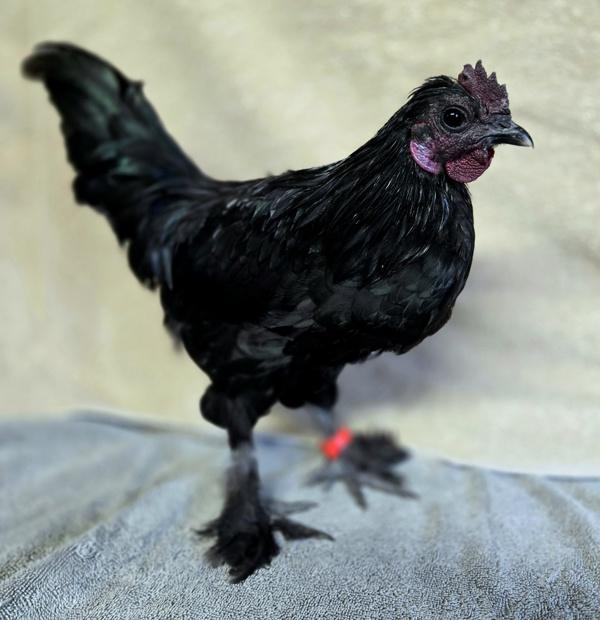 Batman, Adoptable, Adult Male Chicken.