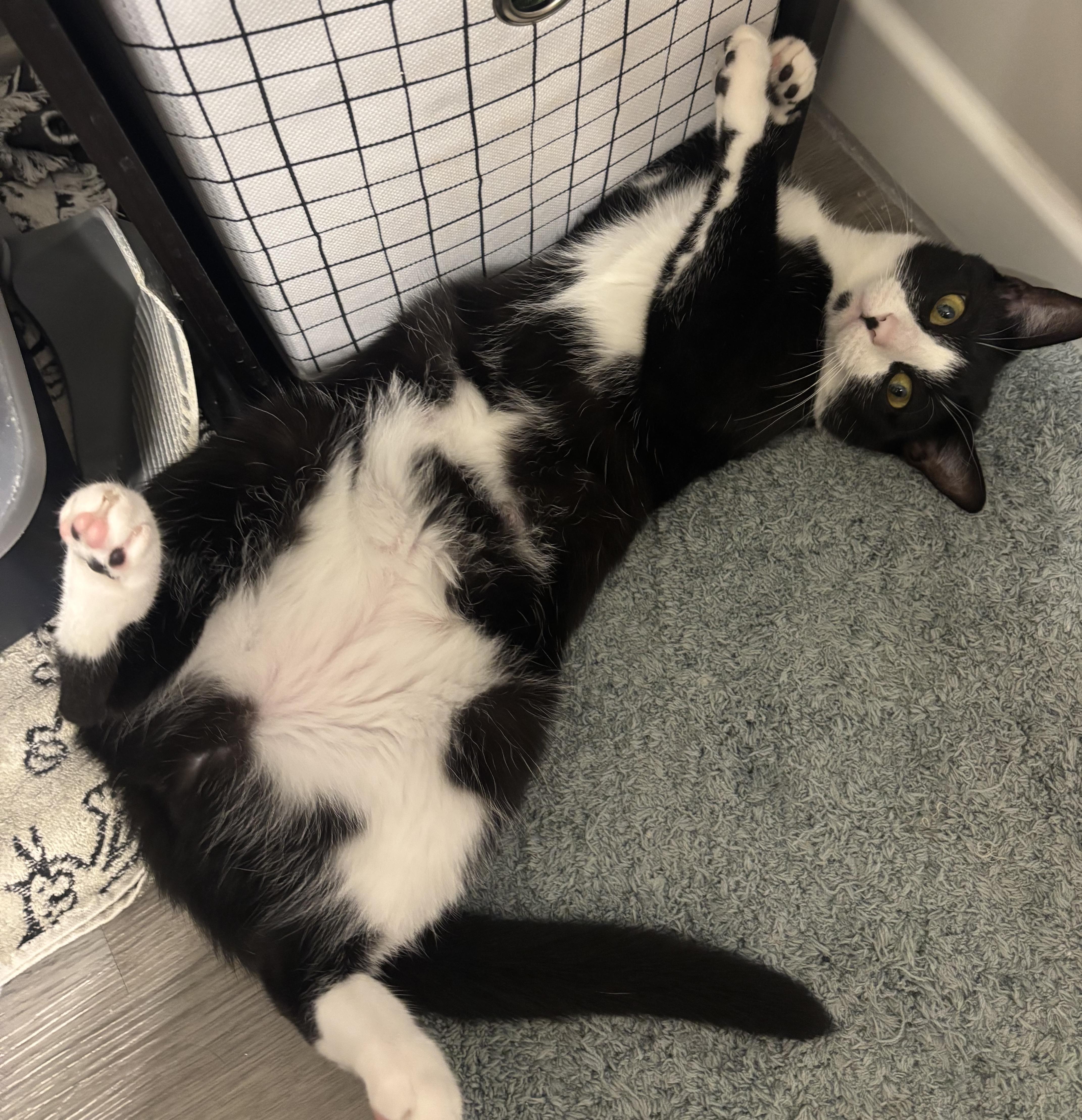 Posey, Adoptable, Young Female Domestic Short Hair.