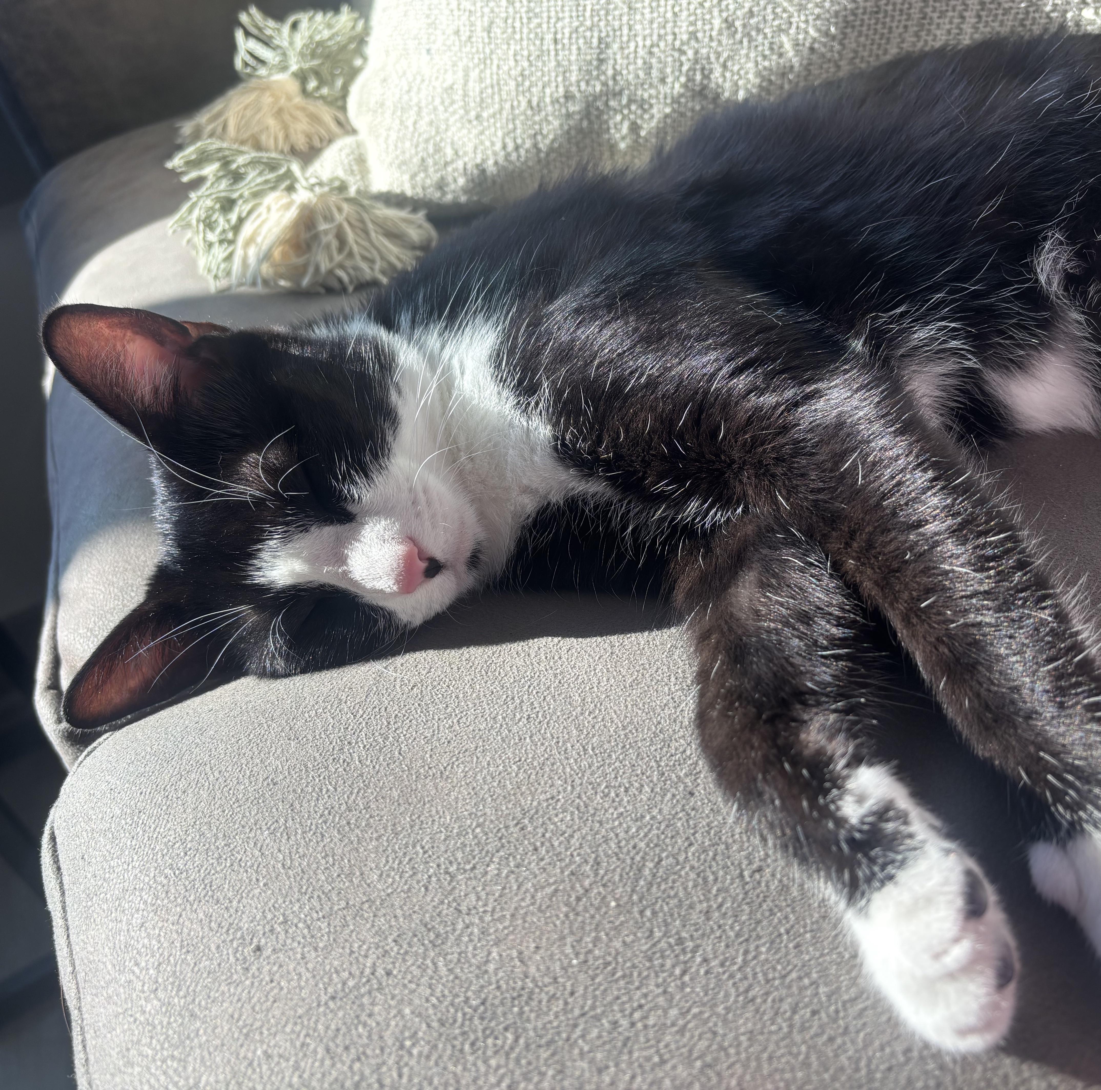 Posey, a Adoptable Domestic Short Hair in Tallahassee, FL image 3/4