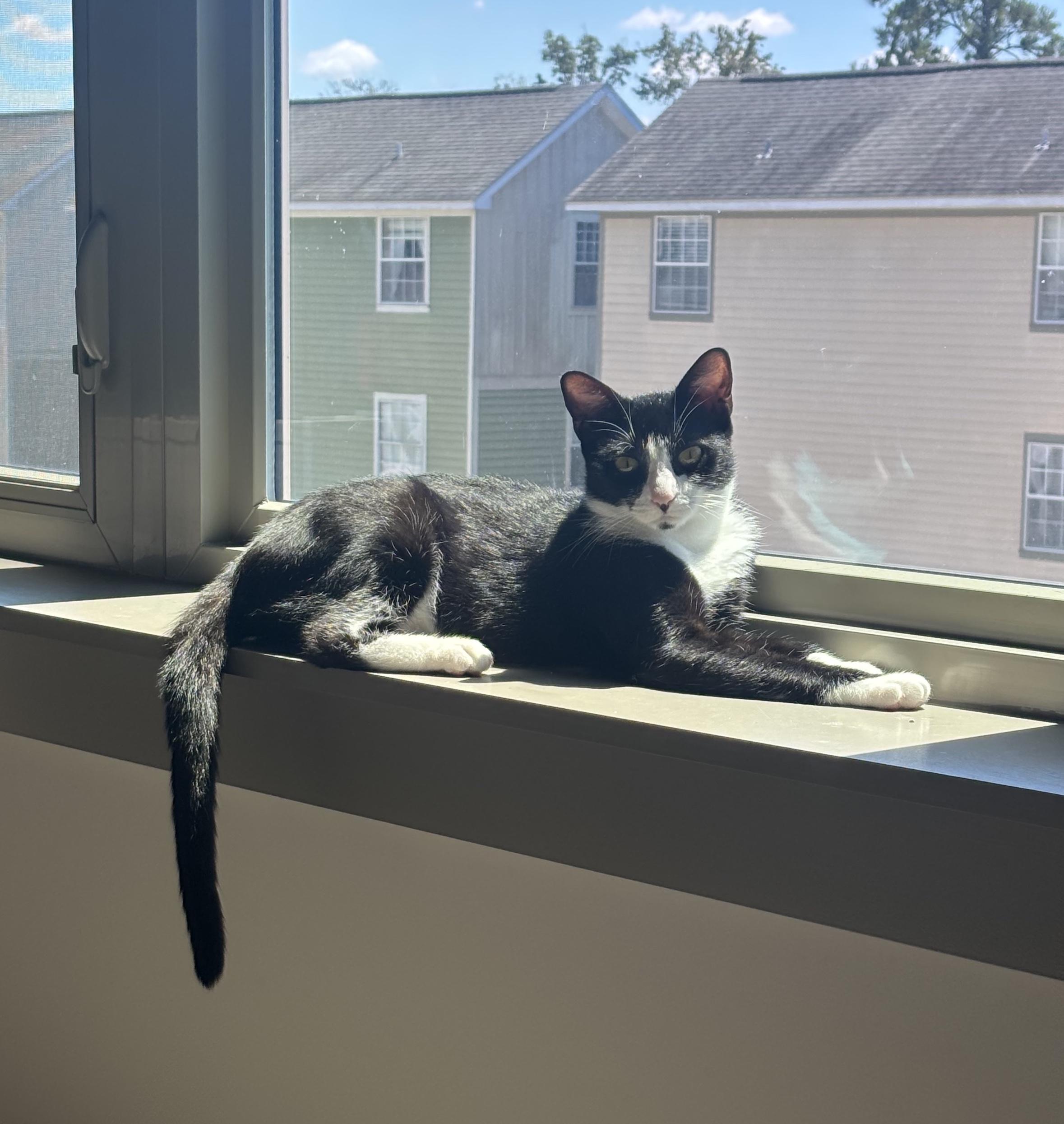 Posey, a Adoptable Domestic Short Hair in Tallahassee, FL image 2/4