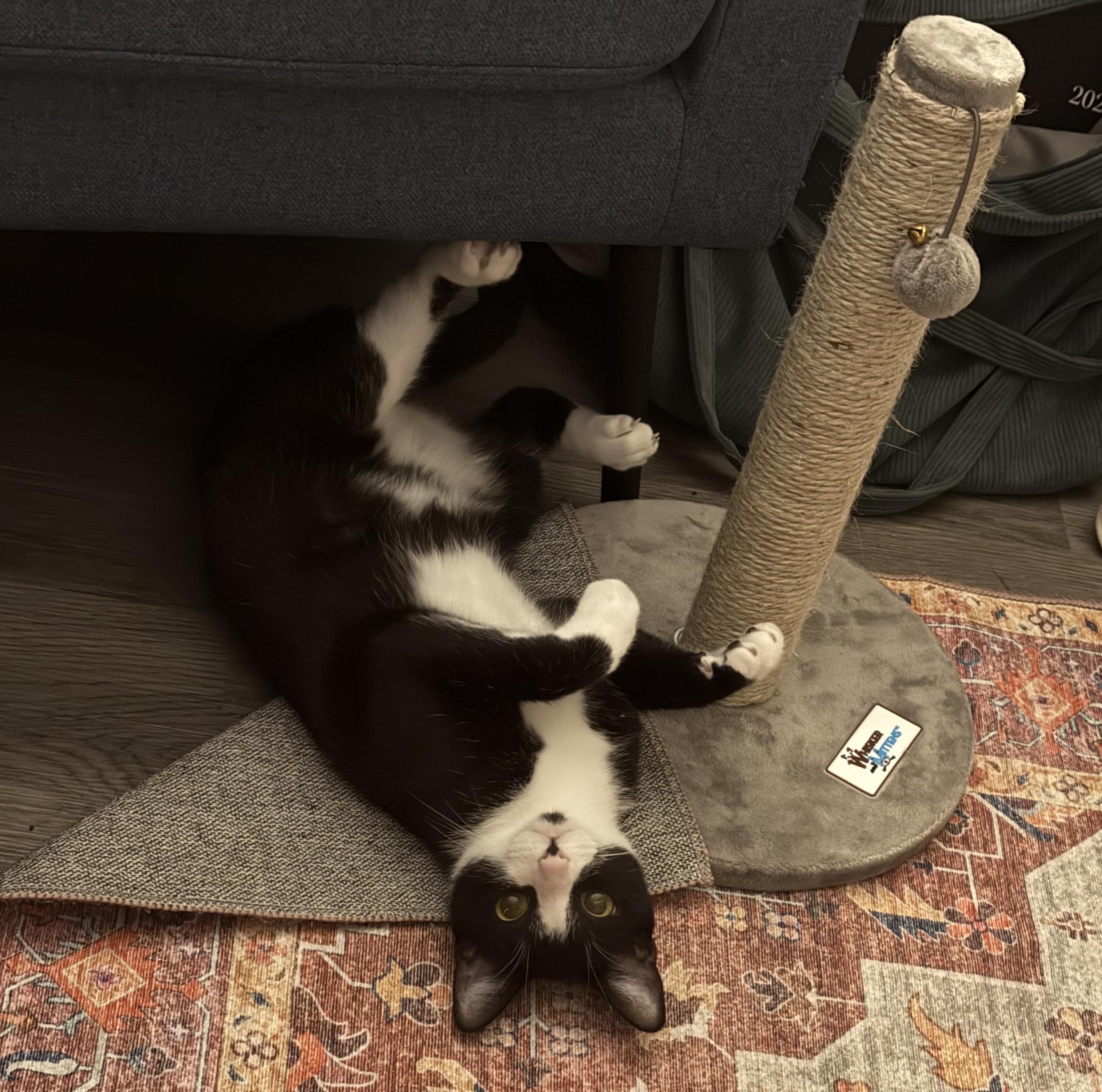 Posey, a Adoptable Domestic Short Hair in Tallahassee, FL image 4/4