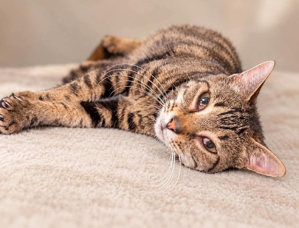 Tiramisu, Adoptable, Adult Female Domestic Short Hair.