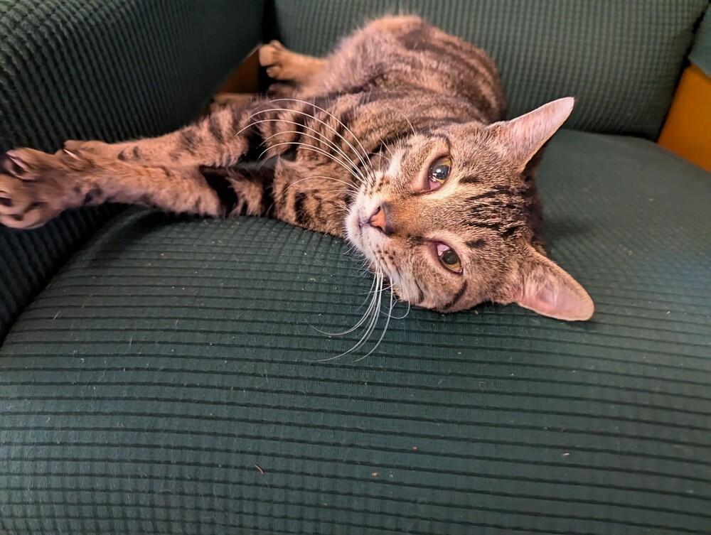 Tiramisu, a Adoptable mixed breed in WARNER ROBINS, GA image 2/2