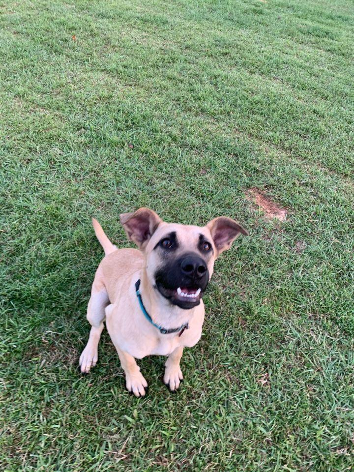 Daisy, a Adoptable mixed breed in Richmond, TX image 1/3