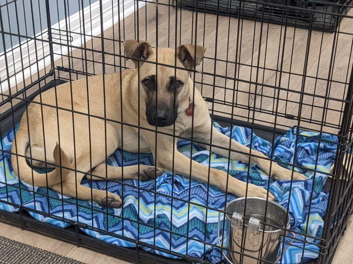 Daisy, a Adoptable mixed breed in Richmond, TX image 2/3