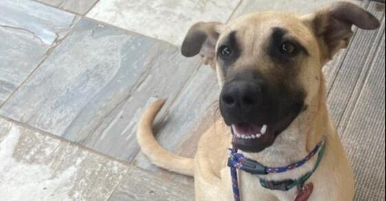 Daisy, a Adoptable mixed breed in Richmond, TX image 3/3