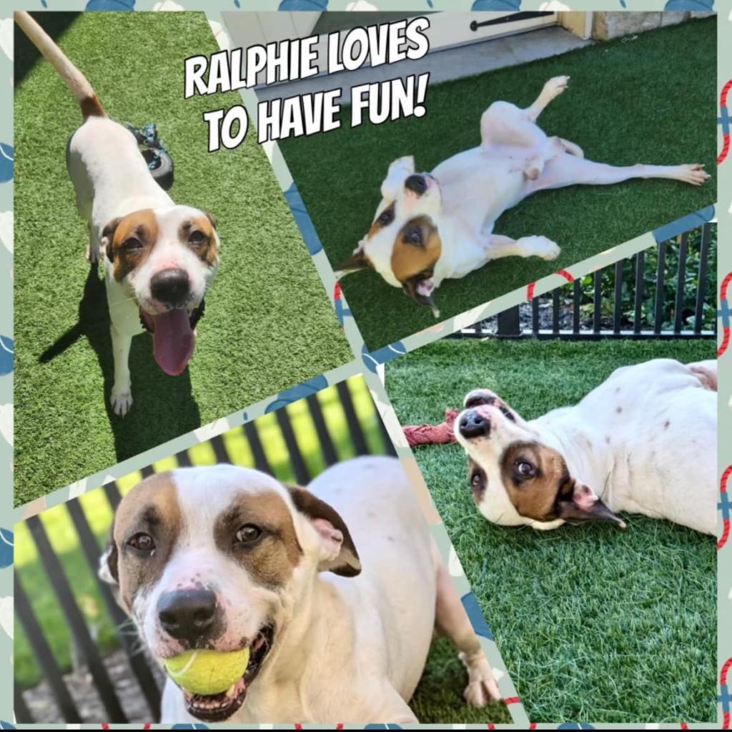 Ralphie, Adoptable, Adult Male Hound & Pointer.