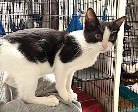 Dandy, a Adopted Domestic Short Hair in Albemarle, NC image 1/2