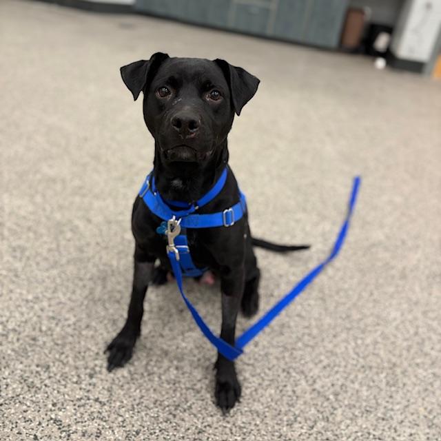 Enlarge HAZY, a Adoptable mixed breed in Boston, MA image 1/1