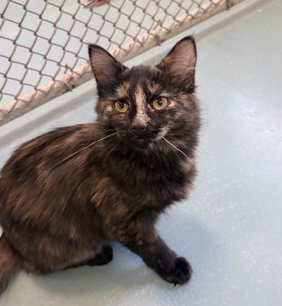 Enlarge Snowball, a Adoptable mixed breed in Ogdensburg, NY image 1/1