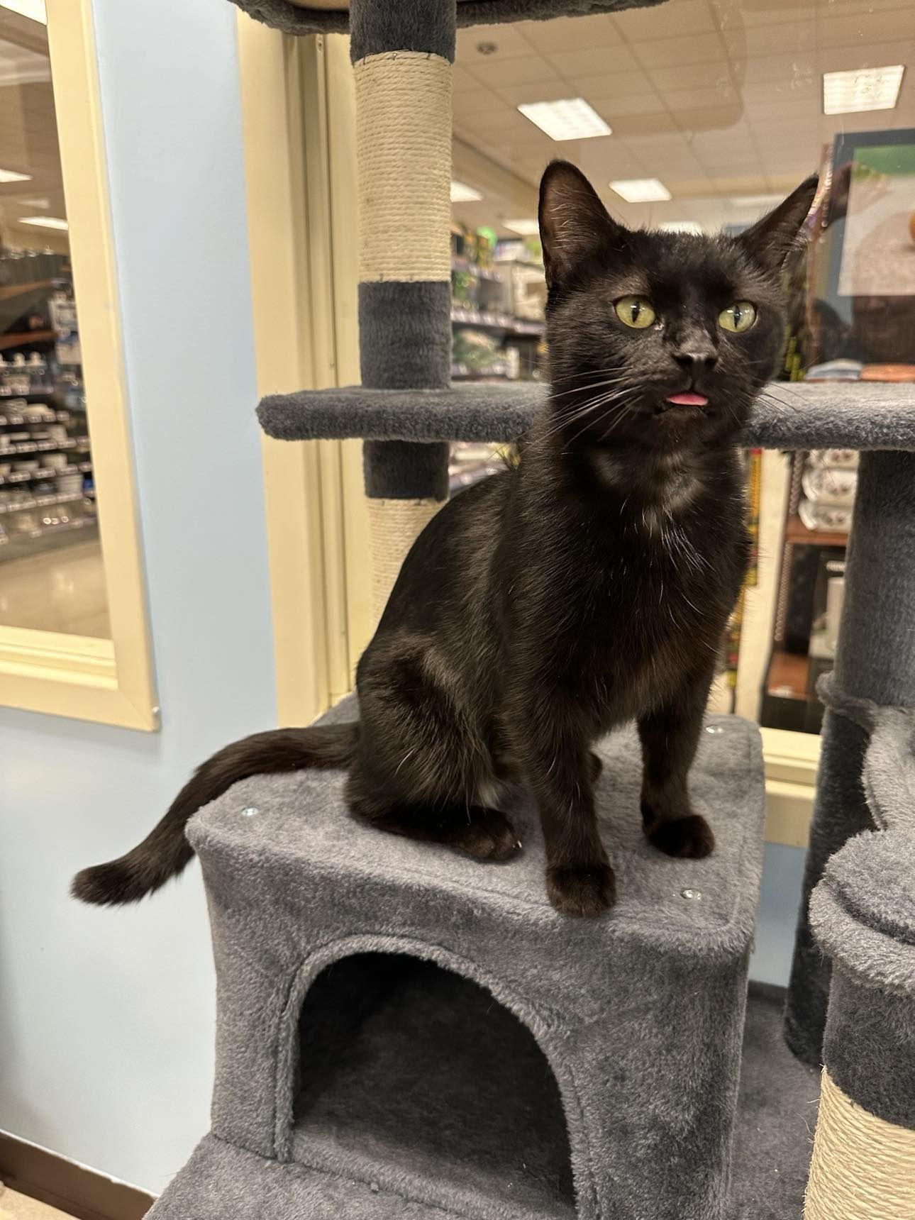 Poppy, Adult Female Domestic Short Hair