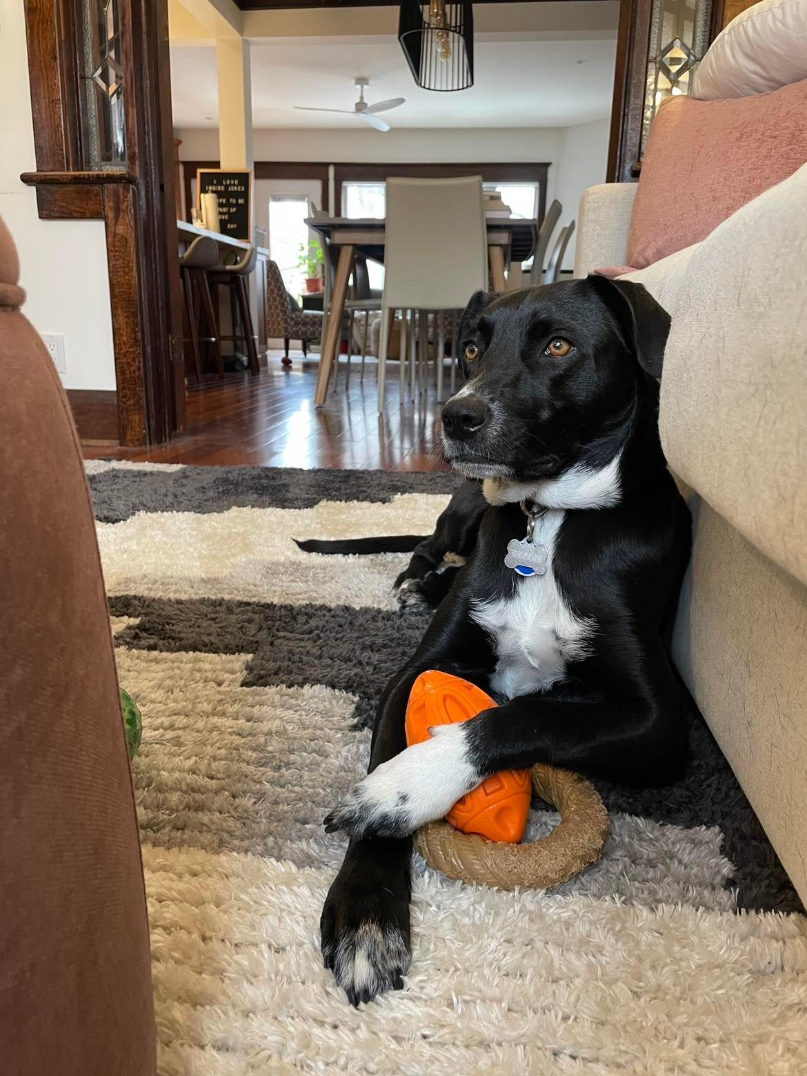 Reggie, a Adoptable Mixed Breed in Coldwater, ON image 1/5