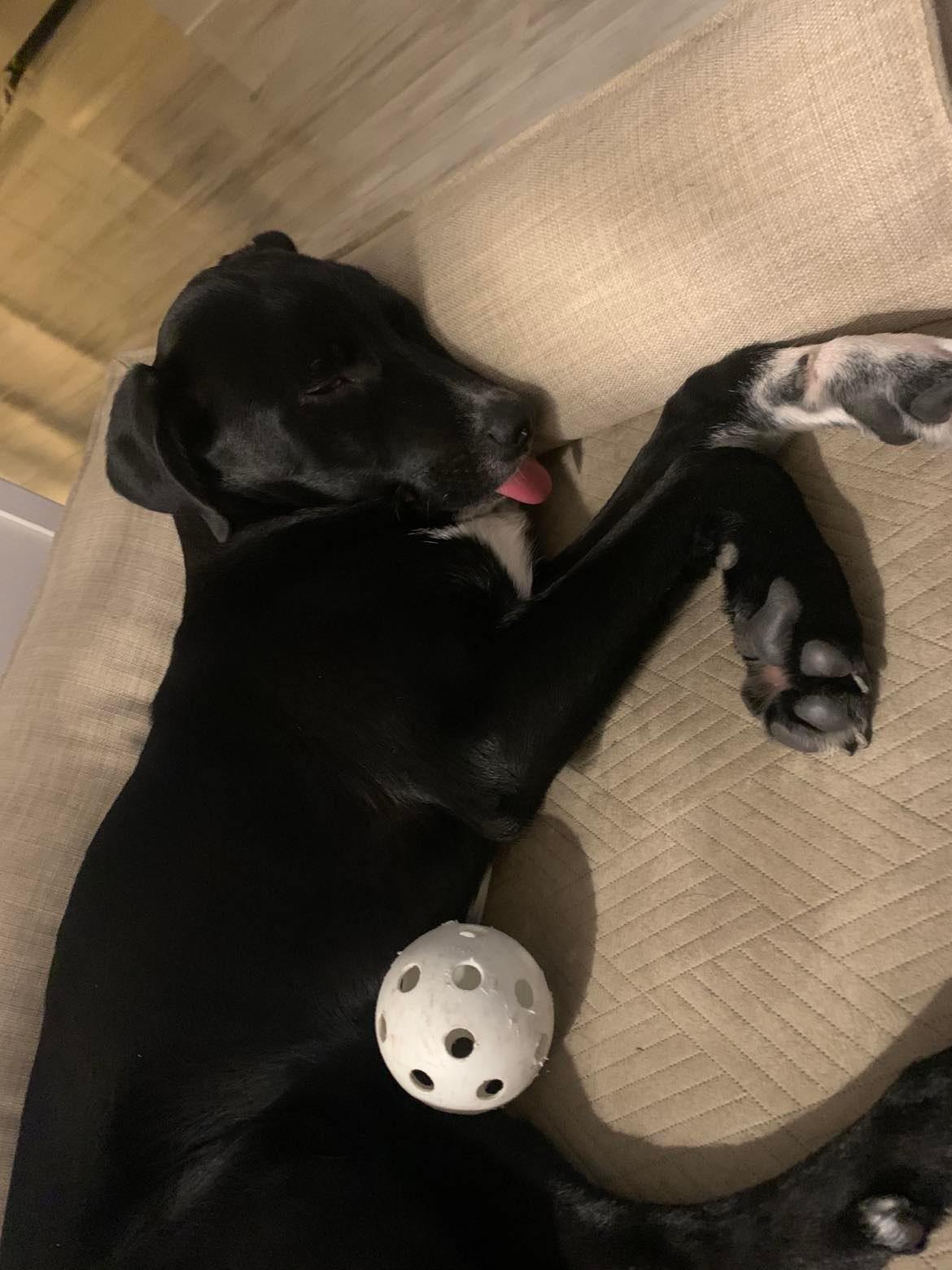 Reggie, a Adoptable Mixed Breed in Coldwater, ON image 2/5