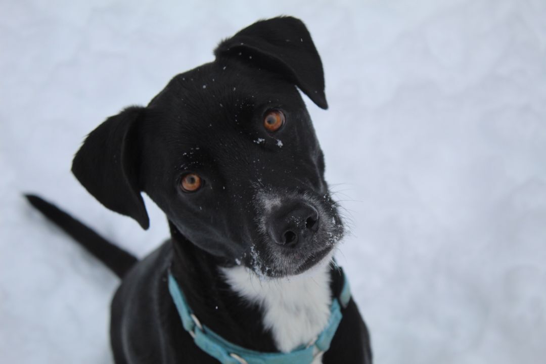 Reggie, an adoptable Mixed Breed in Coldwater, ON, L0K 1E0 | Photo Image 3