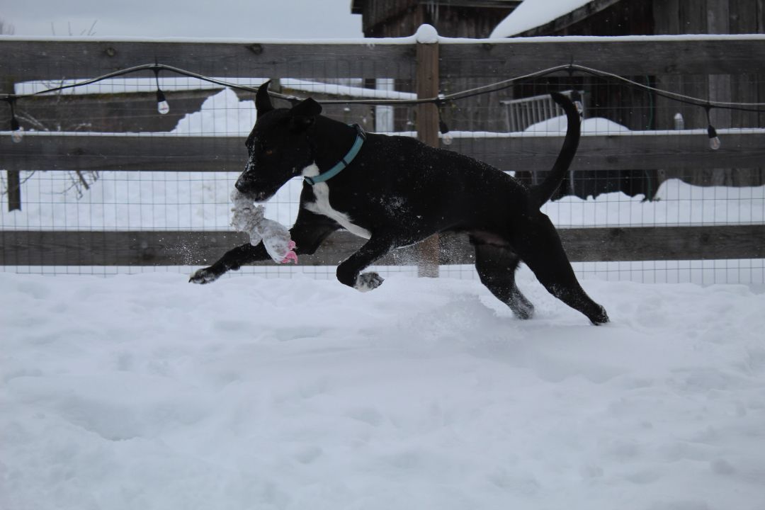 Reggie, a Adoptable Mixed Breed in Coldwater, ON image 4/5
