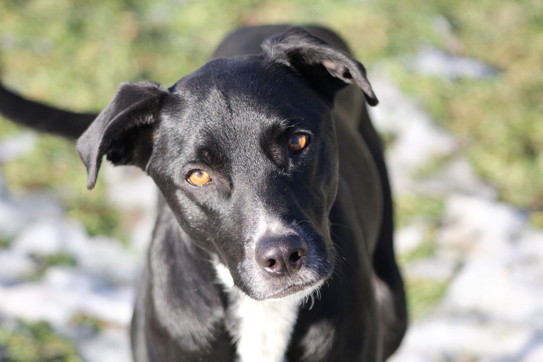 Reggie, an adoptable Mixed Breed in Coldwater, ON, L0K 1E0 | Photo Image 4