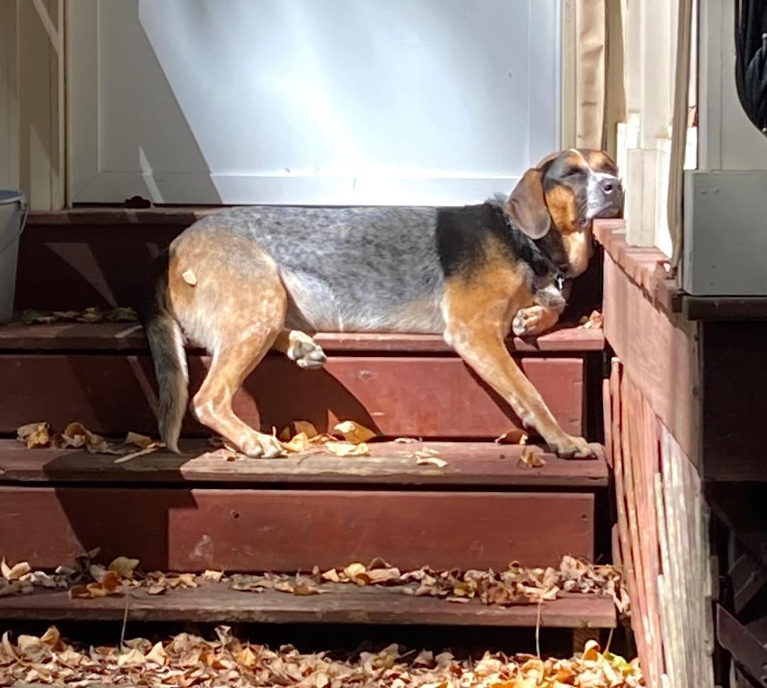 Lucy (Courtesy Listing), a Adoptable mixed breed in Little Rock, AR image 2/6