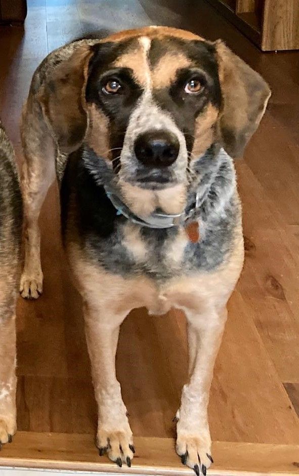 Lucy (Courtesy Listing), a Adoptable mixed breed in Little Rock, AR image 3/6