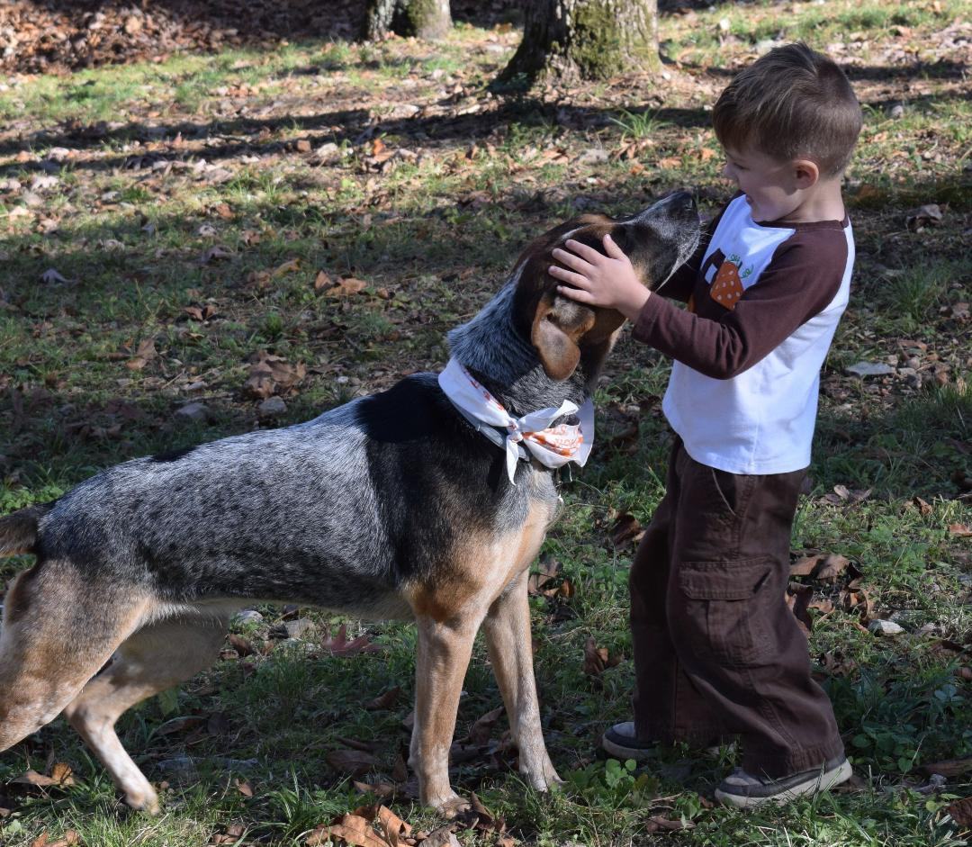 Lucy (Courtesy Listing), a Adoptable mixed breed in Little Rock, AR image 6/6