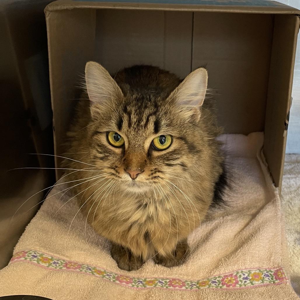 Enlarge Charlotte, a Adoptable Domestic Medium Hair in Philadelphia, PA image 1/1