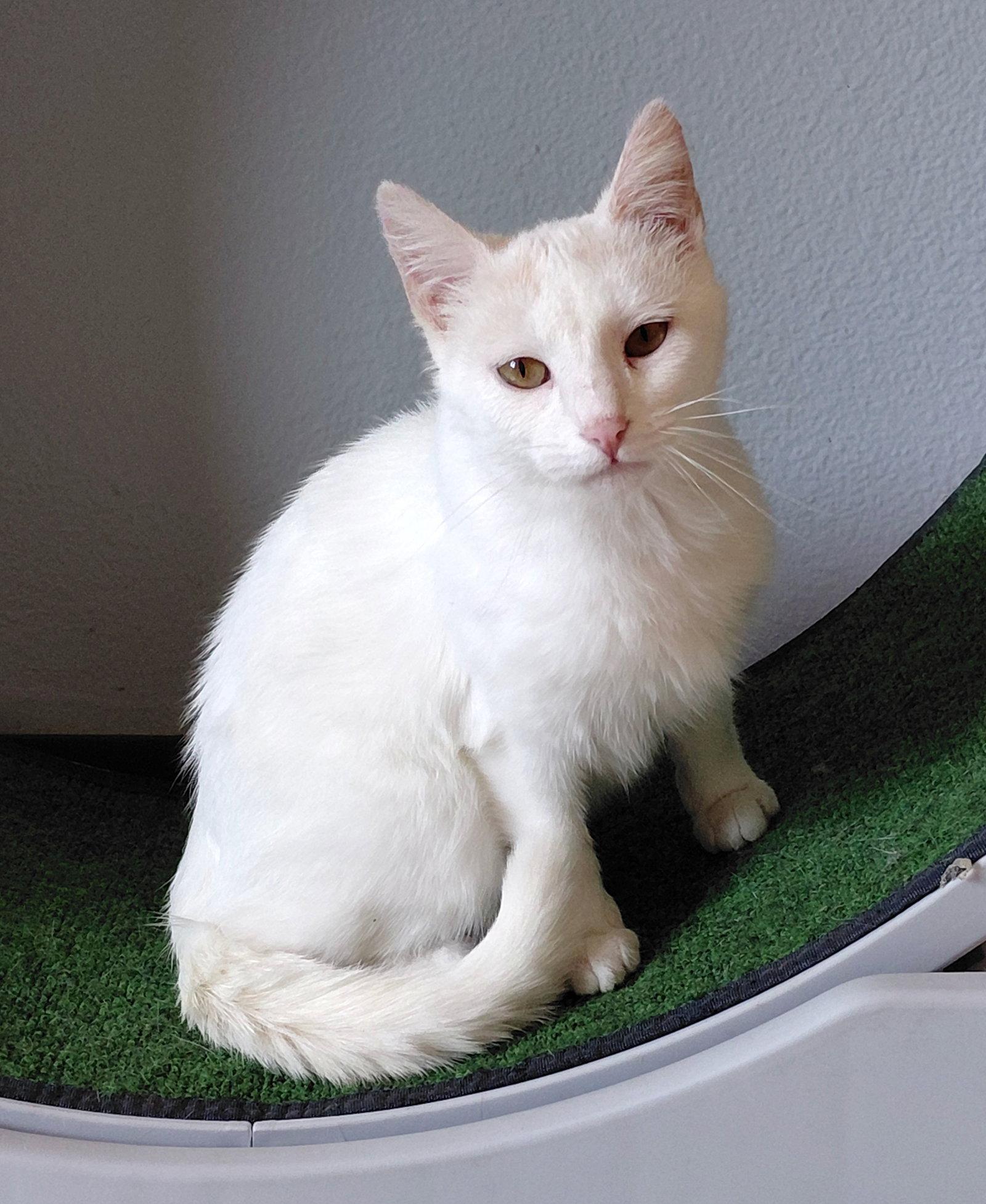 Enlarge Coconut, a Adoptable Domestic Short Hair in Montello, WI image 1/3