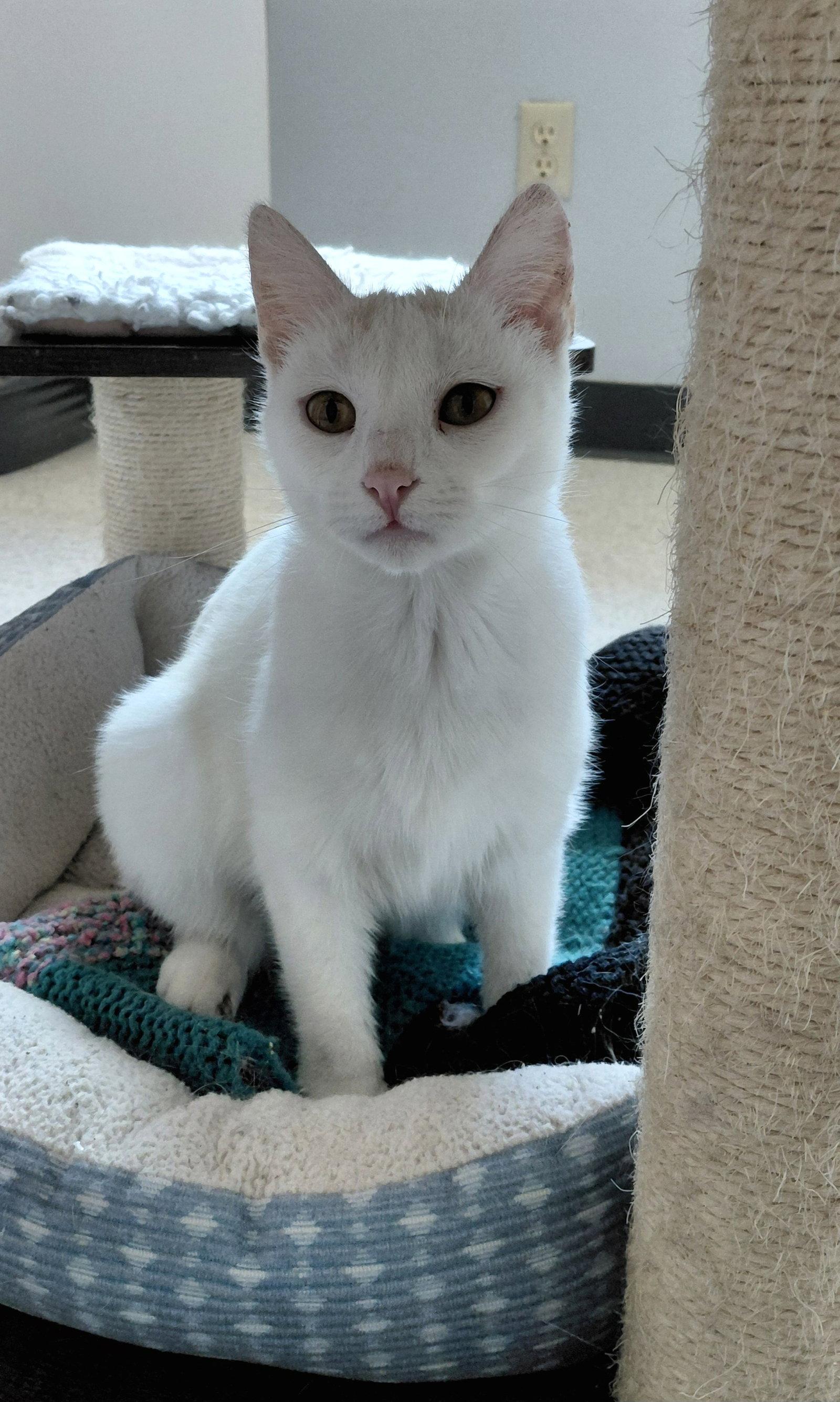 Enlarge Coconut, a Adoptable Domestic Short Hair in Montello, WI image 2/3