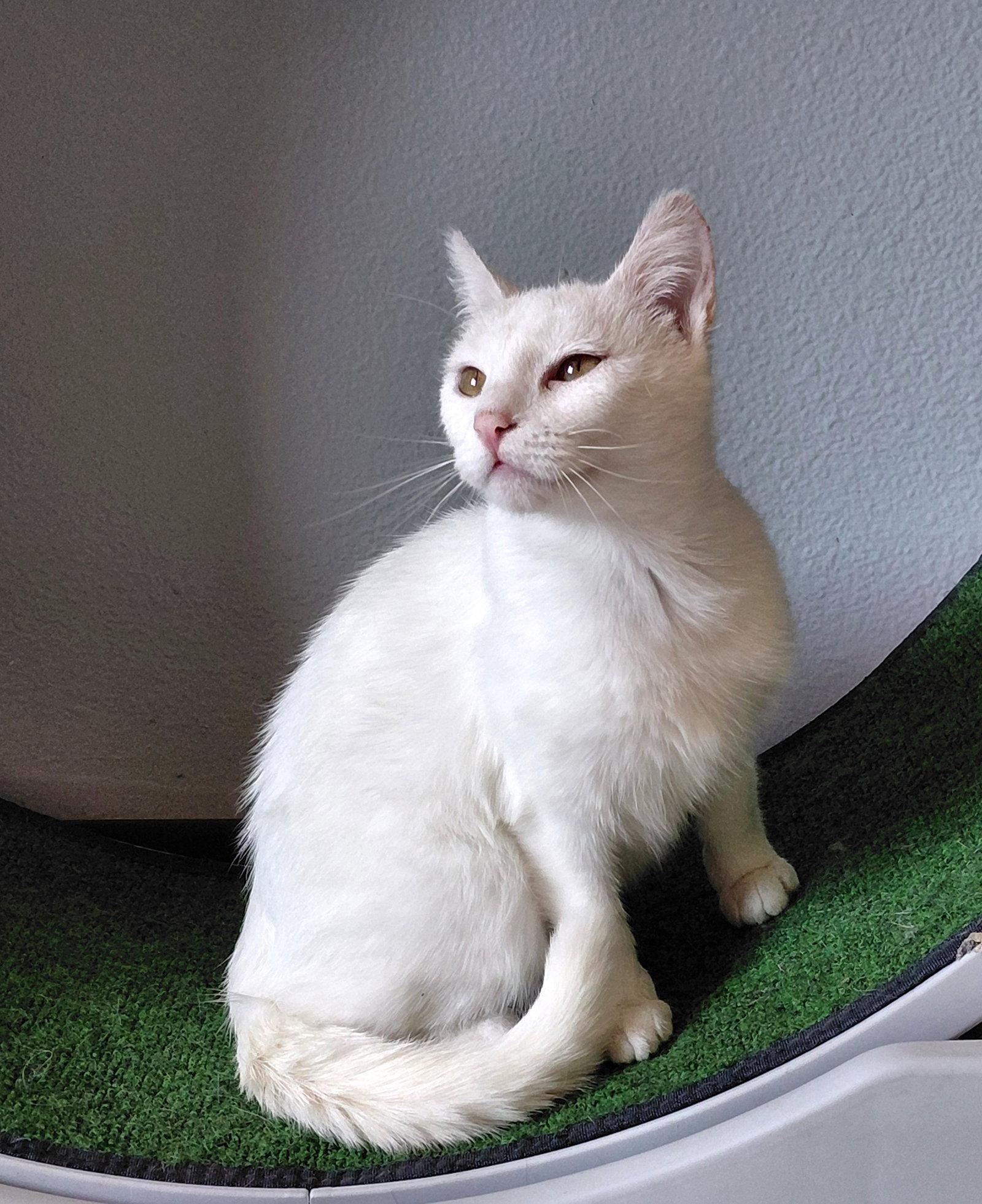 Enlarge Coconut, a Adoptable Domestic Short Hair in Montello, WI image 3/3