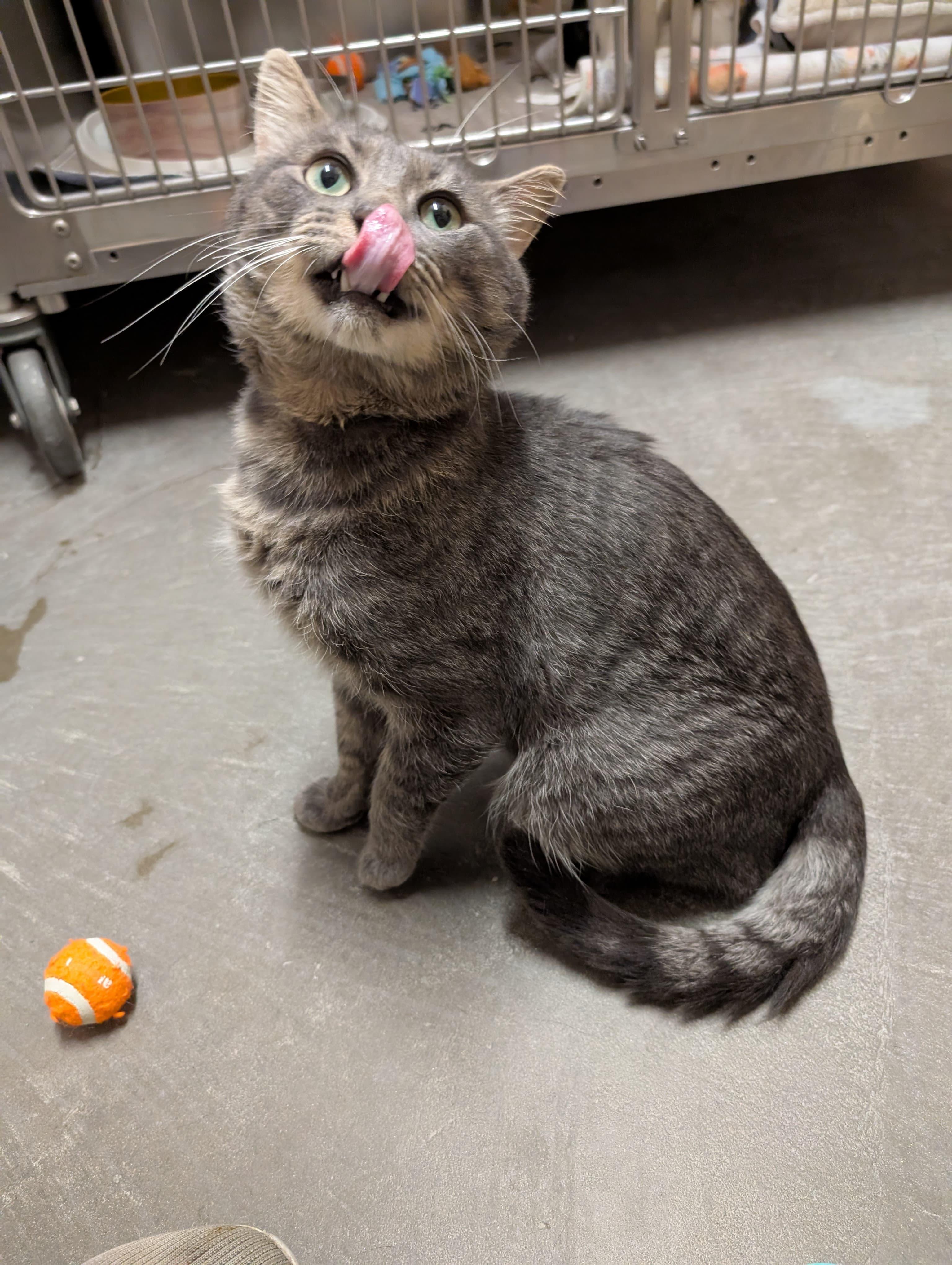 Kevin, Adoptable, Adult Male Domestic Short Hair.