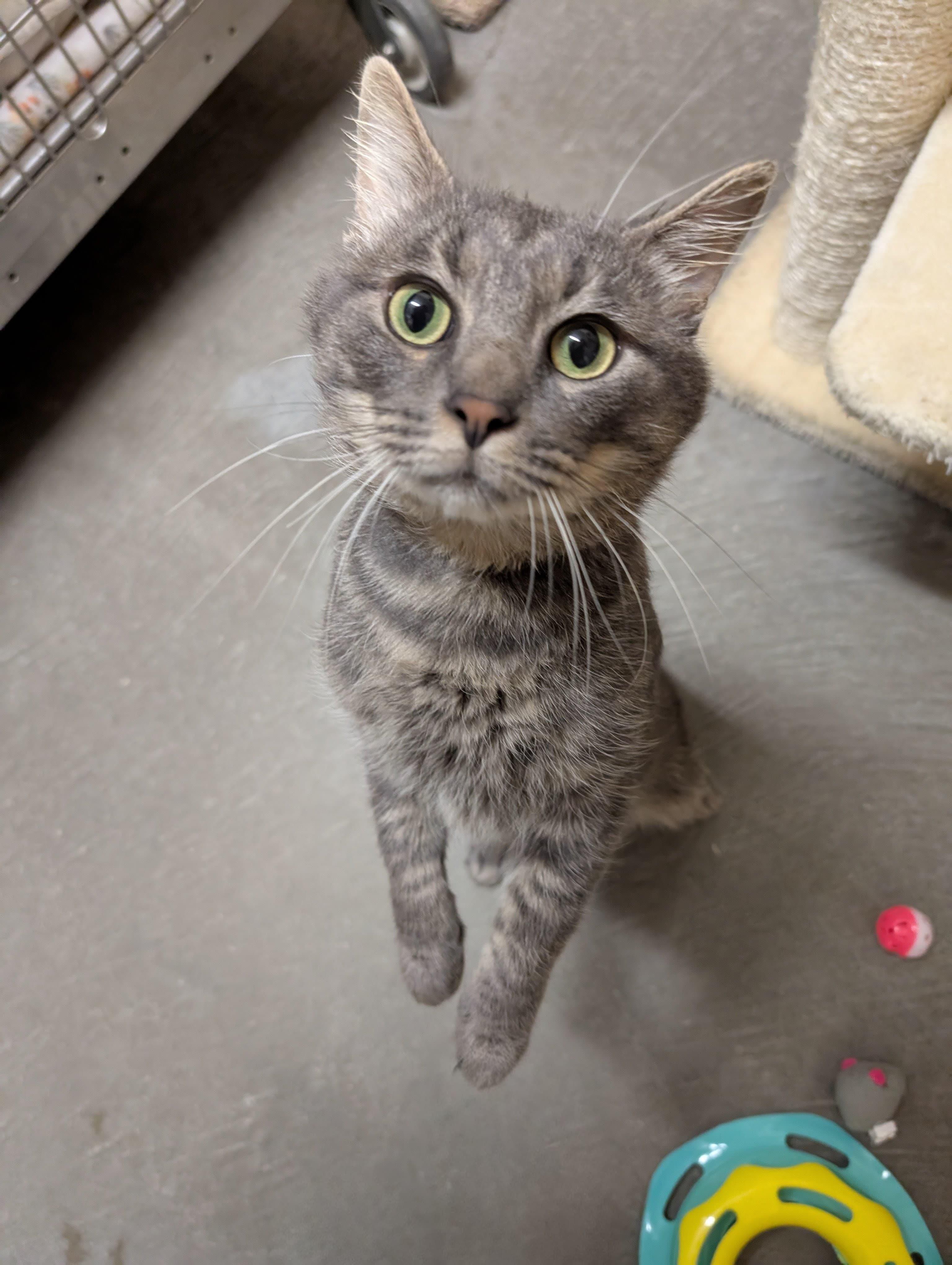 Kevin, a Adoptable Domestic Short Hair in Renfrew, PA image 2/3