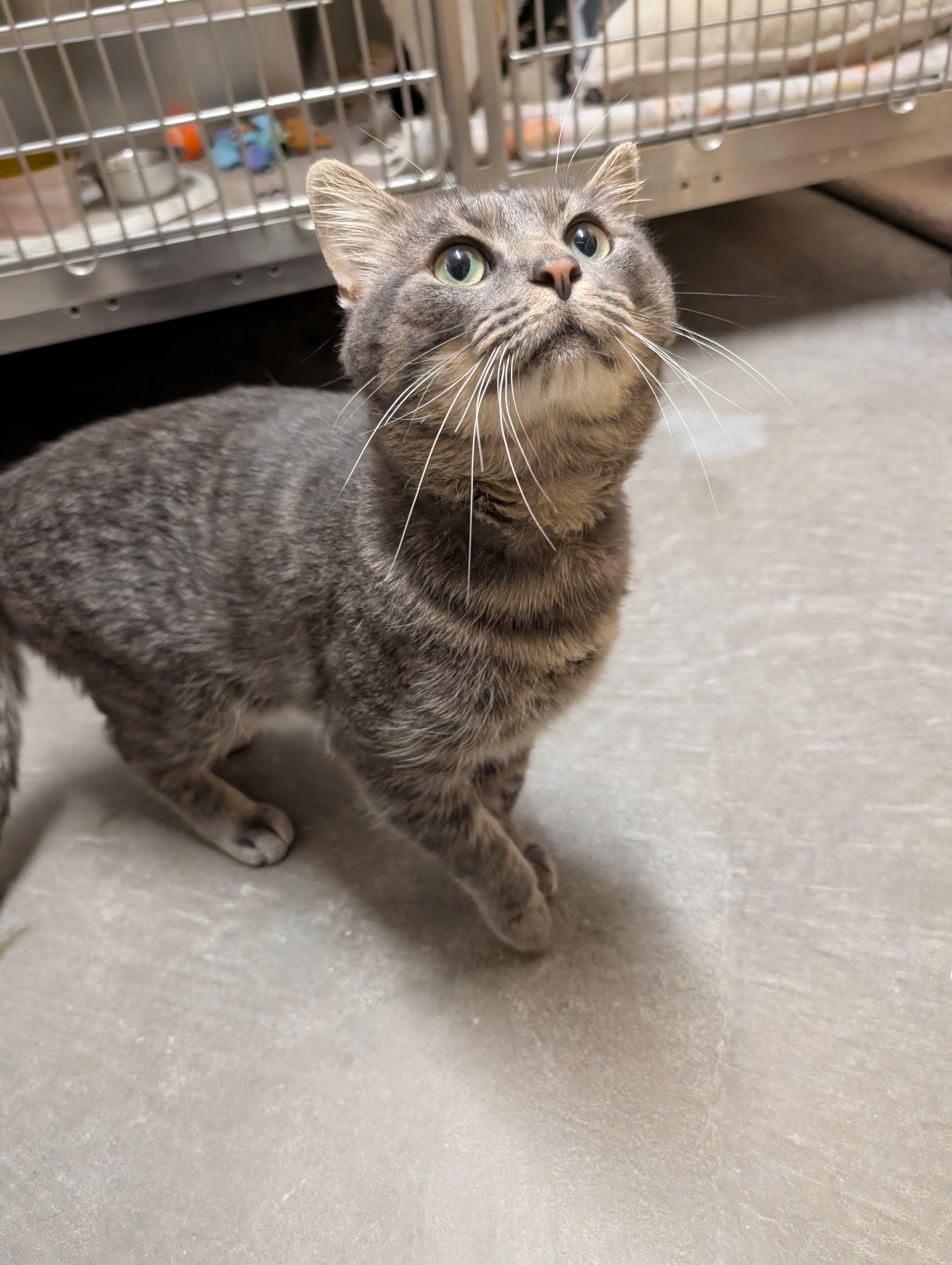 Kevin, a Adoptable Domestic Short Hair in Renfrew, PA image 3/3
