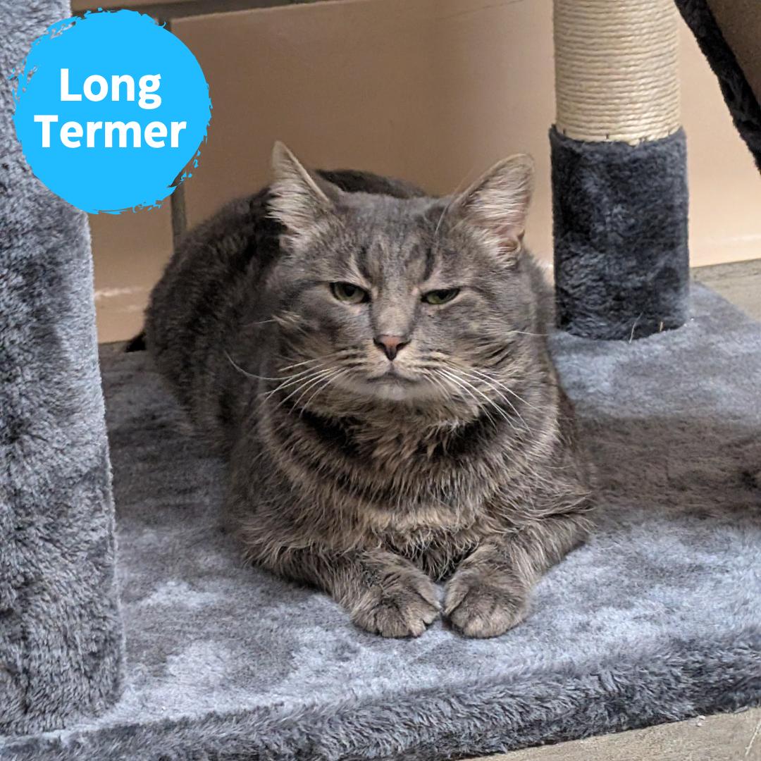 Kevin, Adoptable, Adult Male Domestic Short Hair.