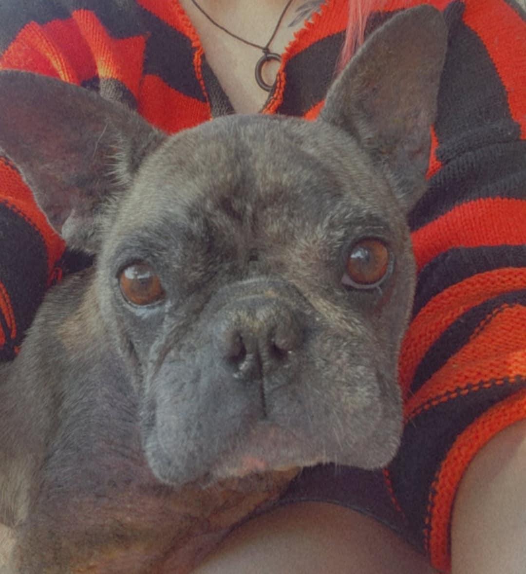 Enlarge Briella, a Adoptable French Bulldog in Mineola, TX image 1/6