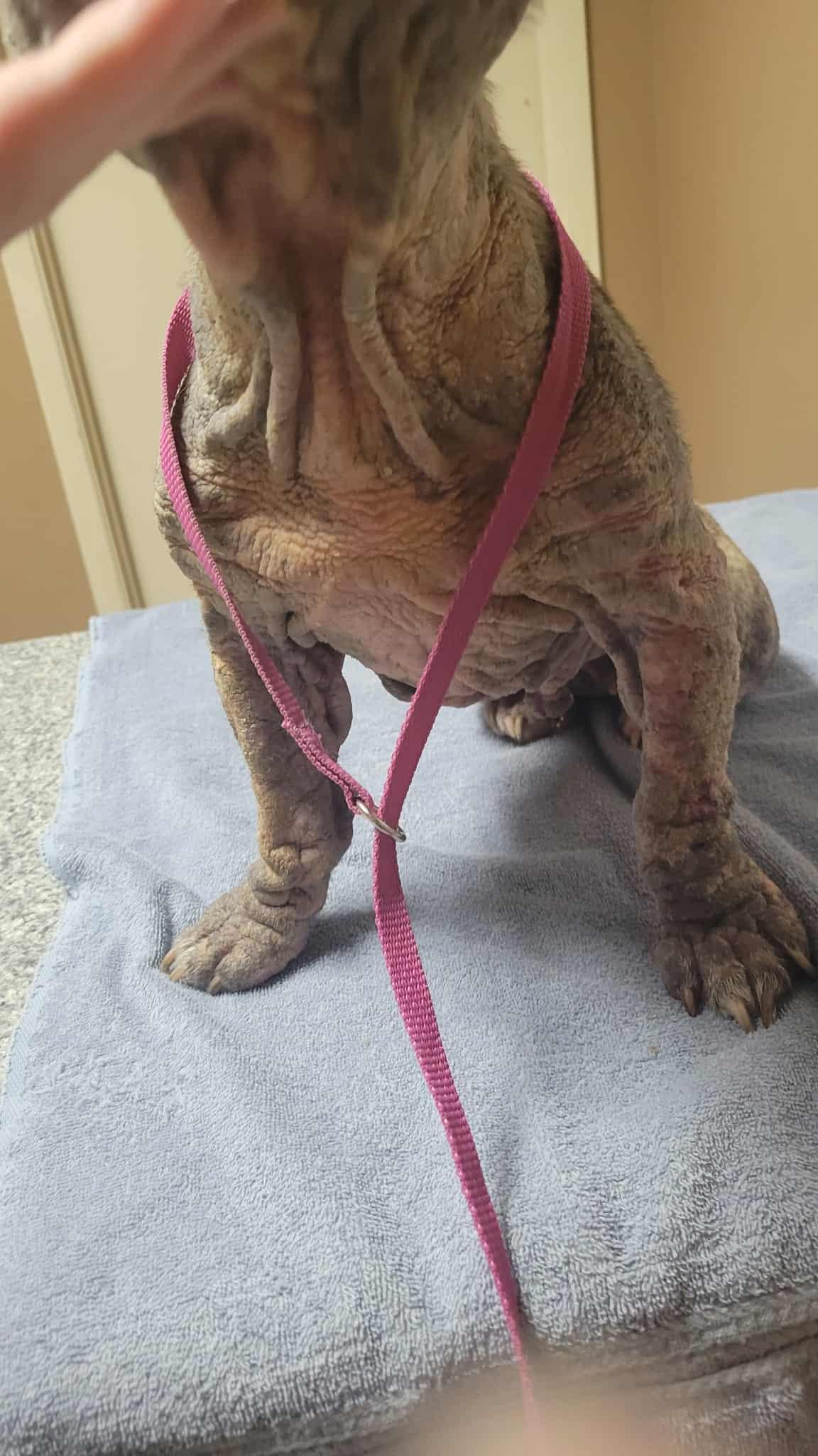 Enlarge Briella, a Adoptable French Bulldog in Mineola, TX image 4/6