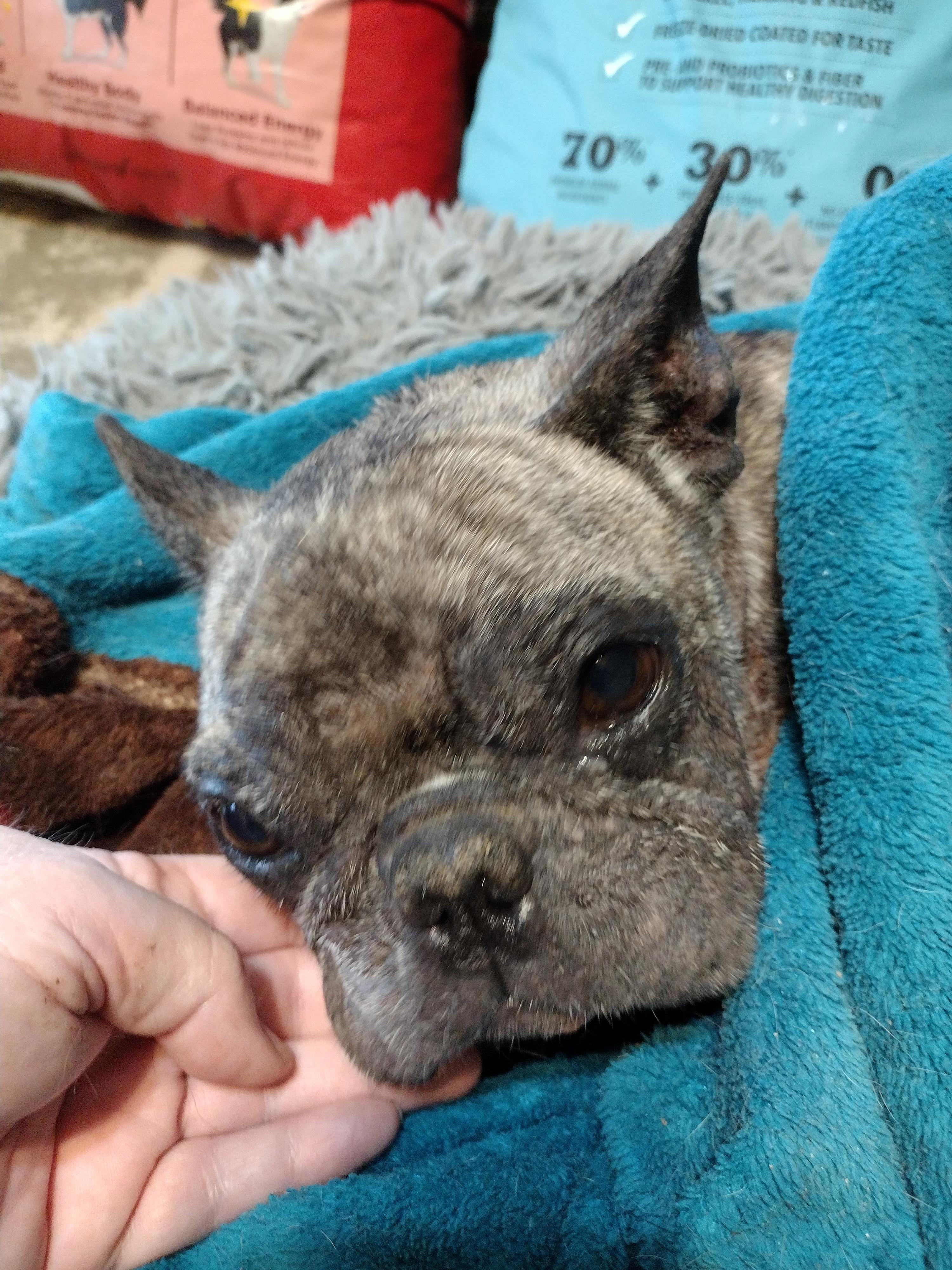 Enlarge Briella, a Adoptable French Bulldog in Mineola, TX image 5/6