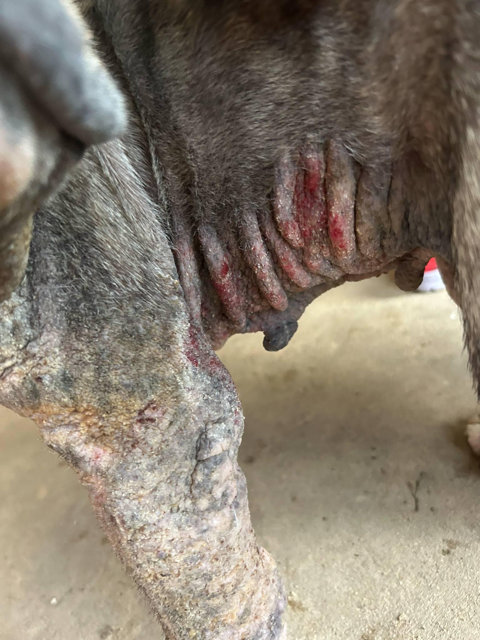 Enlarge Briella, a Adoptable French Bulldog in Mineola, TX image 6/6