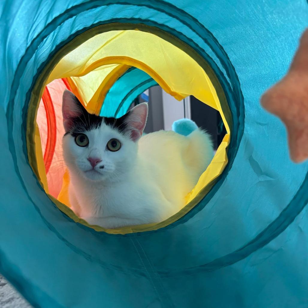 Marilyn Monroe, Adoptable, Adult Female Domestic Short Hair.