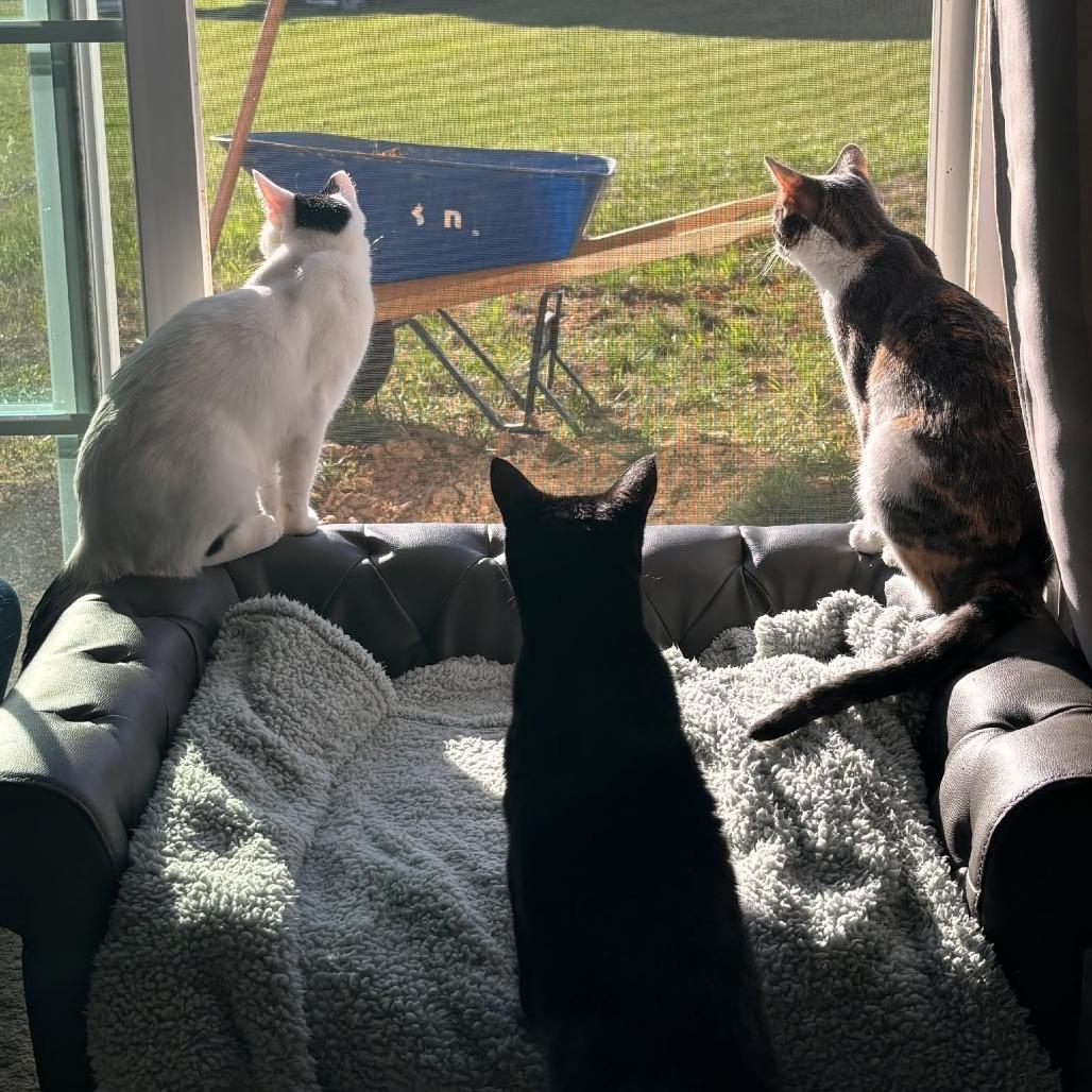 Enlarge Marilyn Monroe, a Adoptable Domestic Short Hair in Jarrettsville, MD image 2/6