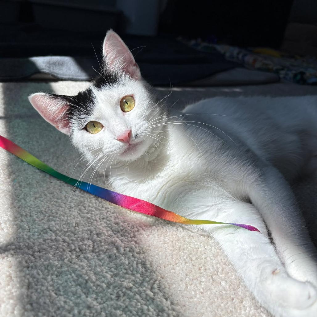 Marilyn Monroe, Adoptable, Adult Female Domestic Short Hair.