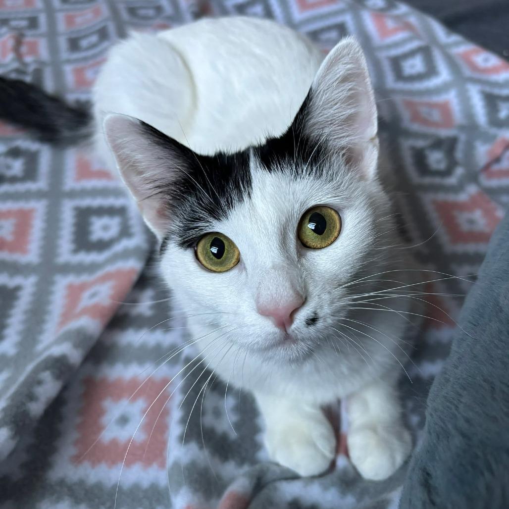 Enlarge Marilyn Monroe, a Adoptable Domestic Short Hair in Jarrettsville, MD image 2/6