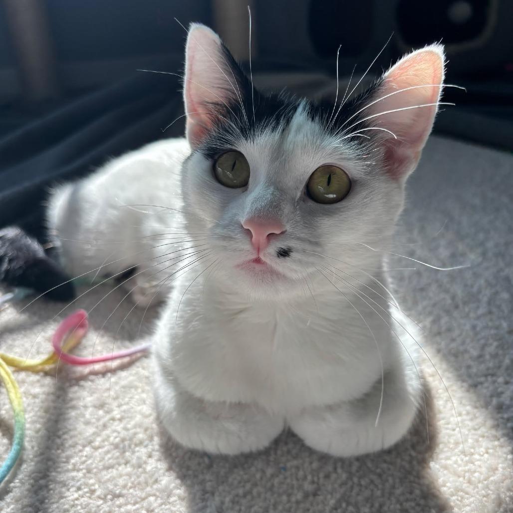 Enlarge Marilyn Monroe, a Adoptable Domestic Short Hair in Jarrettsville, MD image 3/6