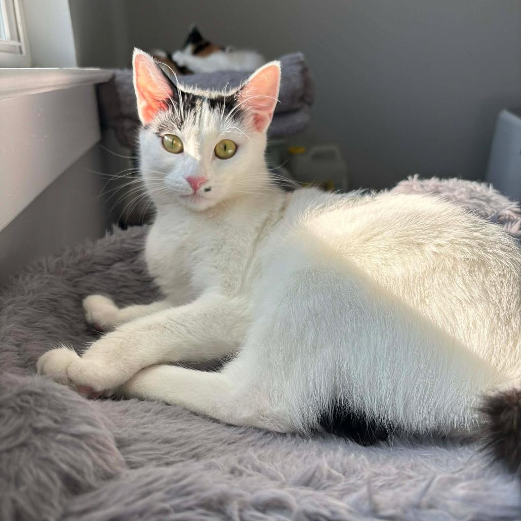 Enlarge Marilyn Monroe, a Adoptable Domestic Short Hair in Jarrettsville, MD image 5/6