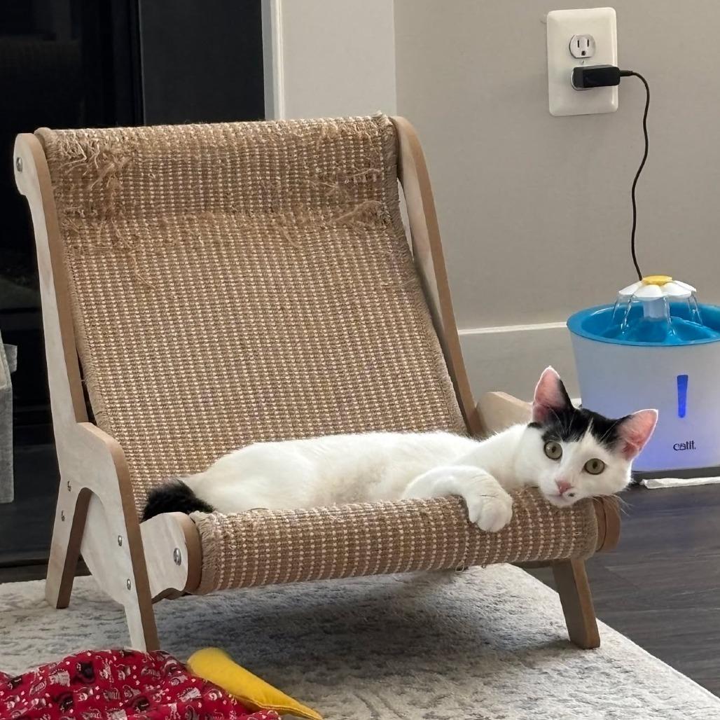 Enlarge Marilyn Monroe, a Adoptable Domestic Short Hair in Jarrettsville, MD image 3/6