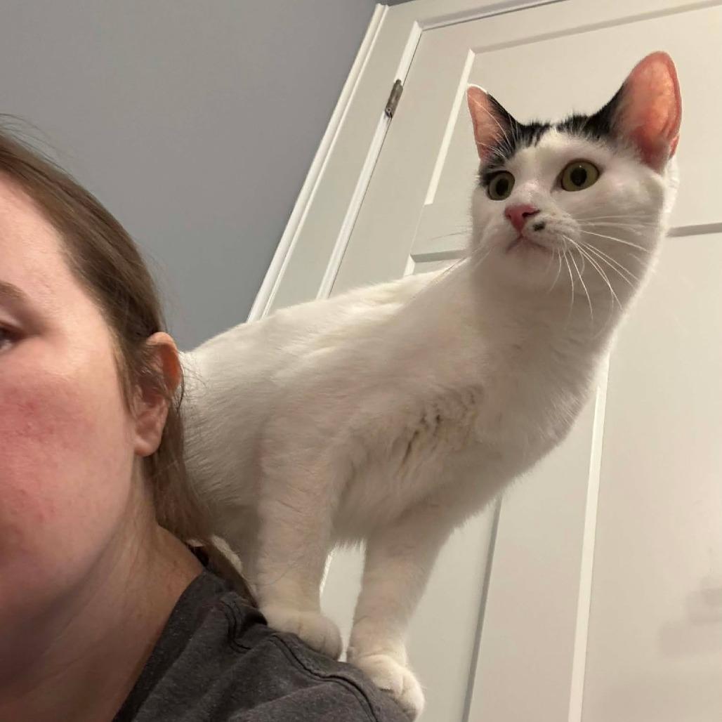 Enlarge Marilyn Monroe, a Adoptable Domestic Short Hair in Jarrettsville, MD image 4/6