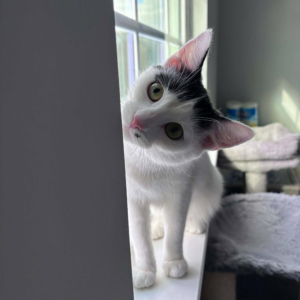 Enlarge Marilyn Monroe, a Adoptable Domestic Short Hair in Jarrettsville, MD image 6/6