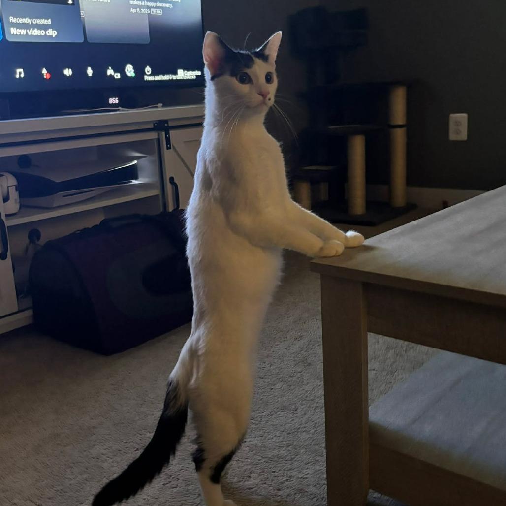 Enlarge Marilyn Monroe, a Adoptable Domestic Short Hair in Jarrettsville, MD image 4/6