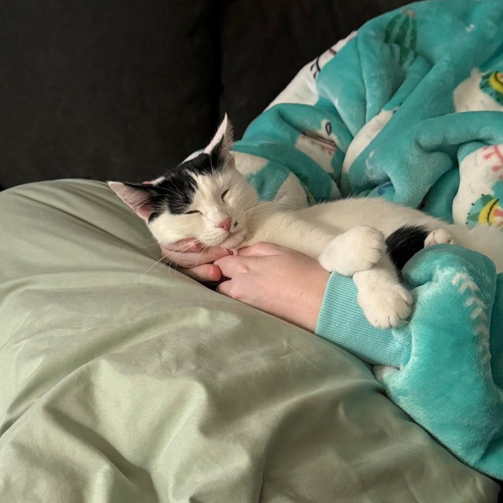 Enlarge Marilyn Monroe, a Adoptable Domestic Short Hair in Jarrettsville, MD image 5/6