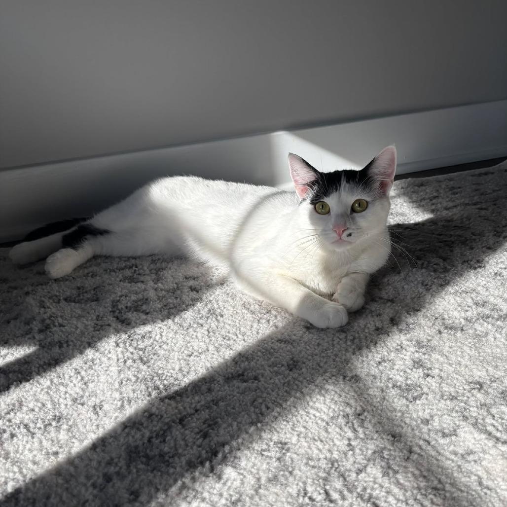 Enlarge Marilyn Monroe, a Adoptable Domestic Short Hair in Jarrettsville, MD image 6/6