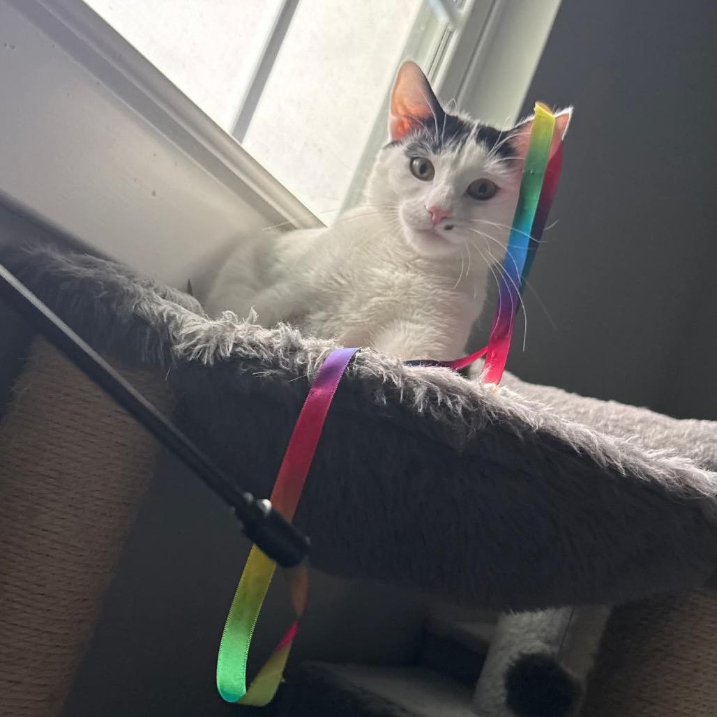 Enlarge Marilyn Monroe, a Adoptable Domestic Short Hair in Jarrettsville, MD image 6/6