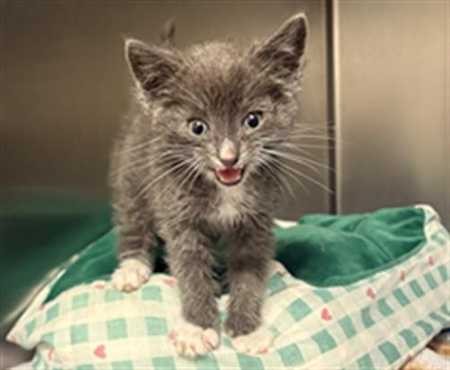 A210327, Adoptable, Adult Male Domestic Short Hair.