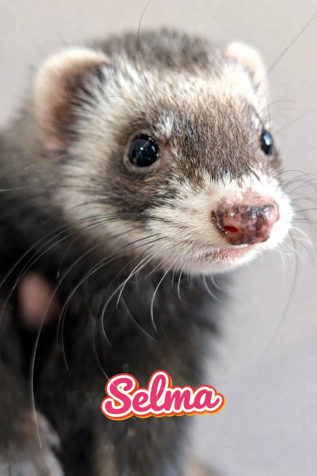 Enlarge Selma, a Adoptable Ferret in Cleveland, OH image 1/1